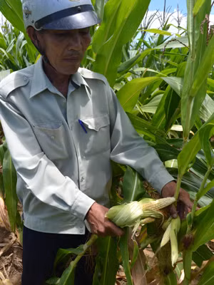 Ngô không hạt ở Kbang