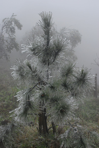 Cây thông noen trên núi xứ Lạng. Ảnh: Kiên Cường