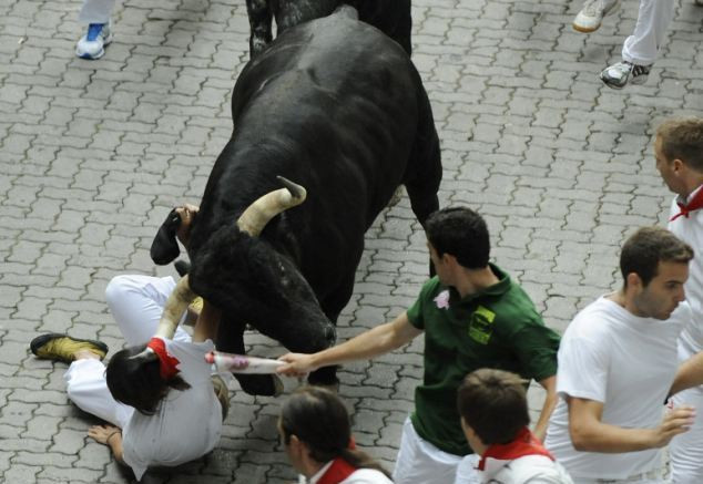 Chú bò tót màu đen đầu tiên đã tìm được 