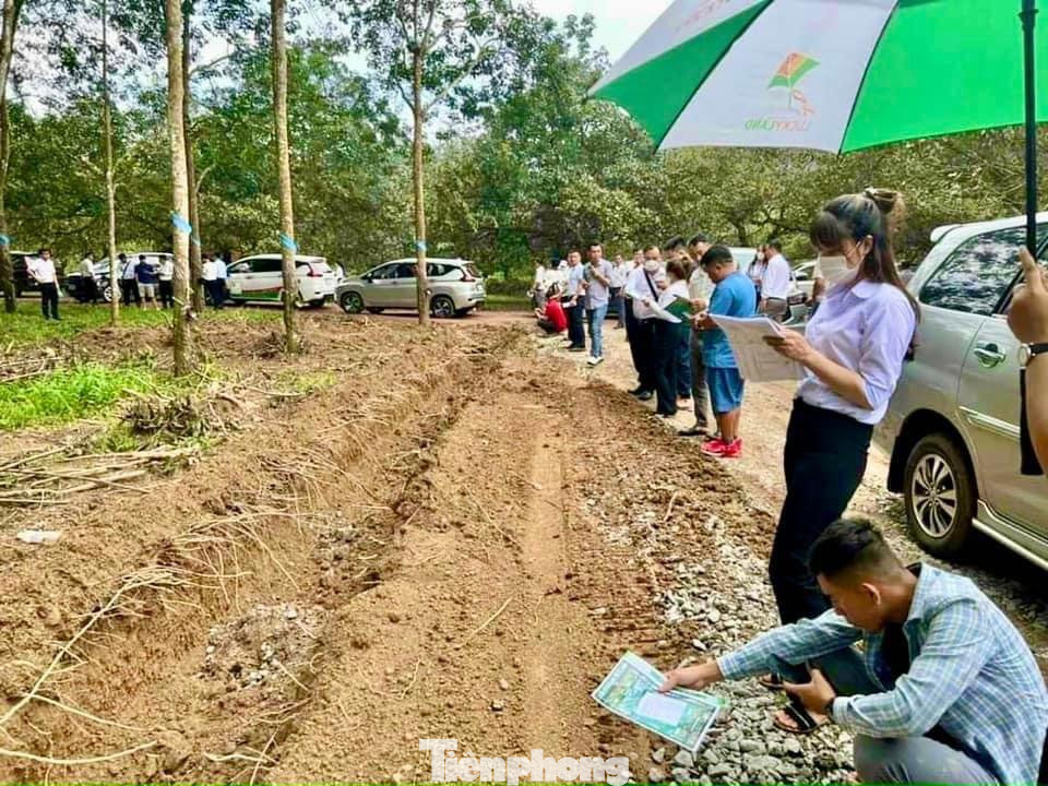 Khu đất nơi nhiều người tụ tập, bao quanh là cây cao su và điều