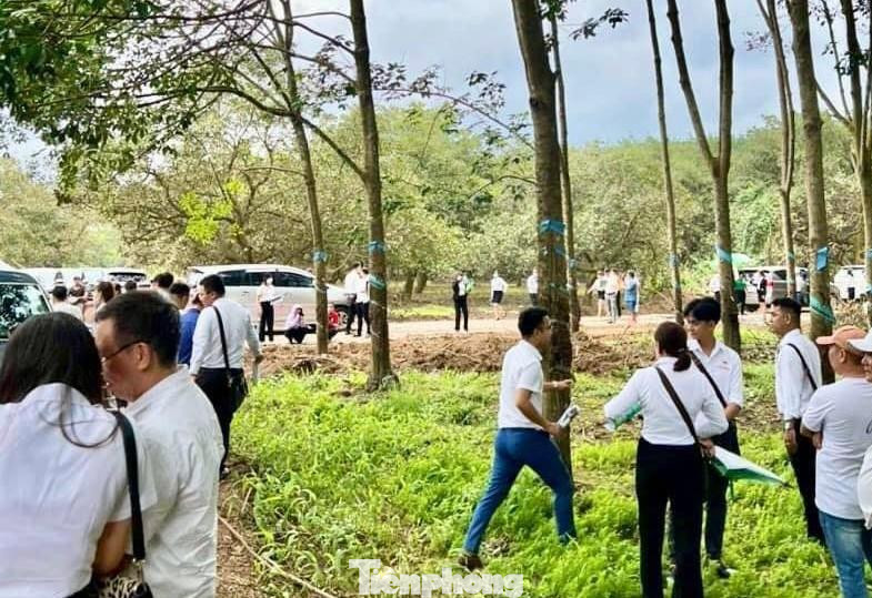 Rất đông người tụ tập tạo cơn sốt đất ảo ở vườn cao su tại Bình Phước Rất đông người tụ tập tạo cơn sốt đất ảo ở vườn cao su tại Bình Phước
