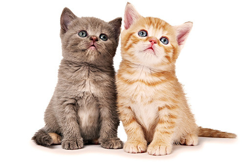 Tháng 2, con giáp nào làm ăn gặp 'thiên thời, địa lợi' nhất? ảnh 2