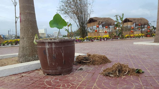 Mang xe ba gác vào công viên 'cướp' hoa, ném đá khi bị ngăn cản ảnh 1