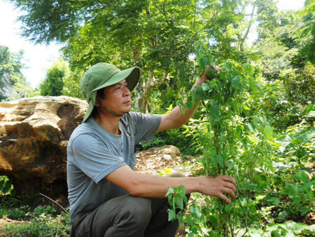 Loại cây rừng quan trọng nhất trong phương thuốc chữa bệnh của “thần y”