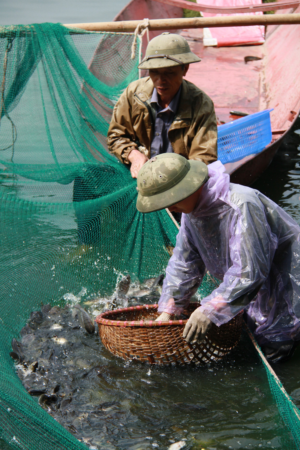 Nhiệm vụ của những người này là xúc cá...
