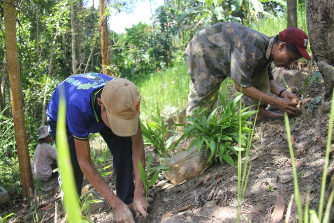 Hai cha con người rừng làm việc rất chịu khó