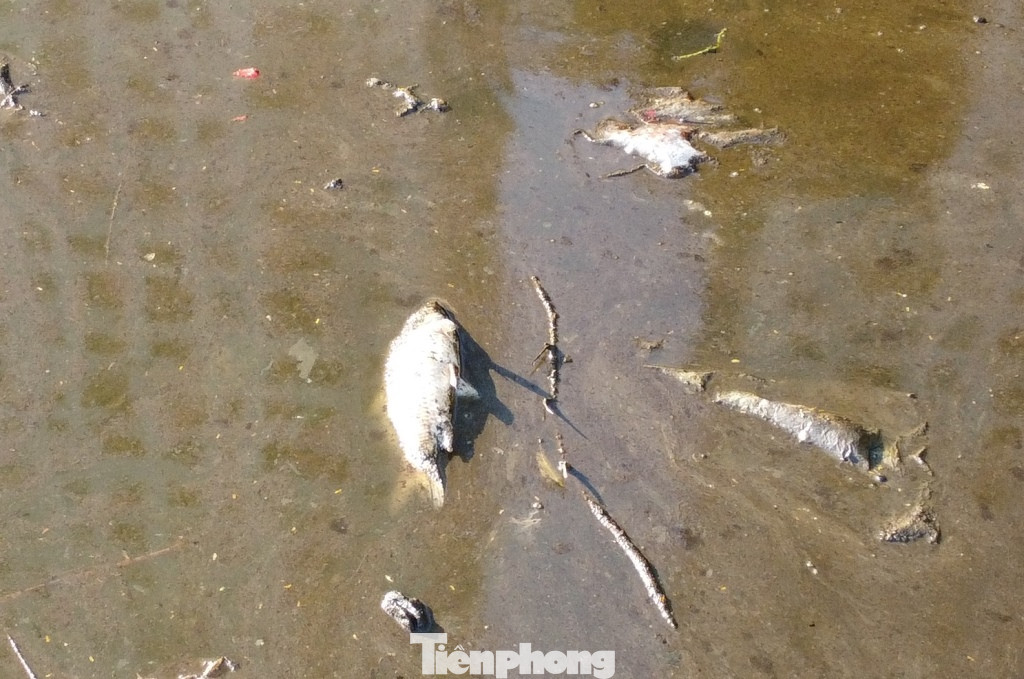 Đến sáng nay, tại các khu vực nước có váng dầu bao phủ, đã xuất hiện hiện tượng cá chết. Đến sáng nay, tại các khu vực nước có váng dầu bao phủ, đã xuất hiện hiện tượng cá chết.