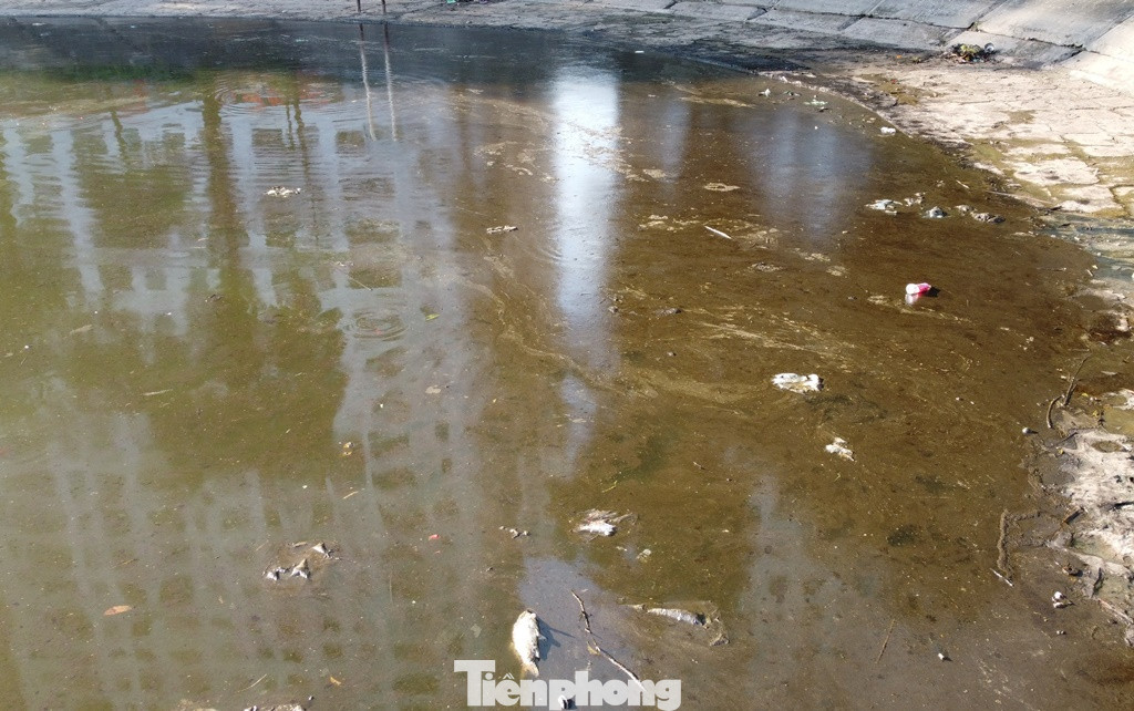 Tại khu vực có váng dầu loang, cá bé và cá lớn khoảng từ 0,3 đến 0,5 kg/con đã chết. Tại khu vực có váng dầu loang, cá bé và cá lớn khoảng từ 0,3 đến 0,5 kg/con đã chết.