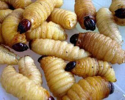 Tằm chín có tác dụng bồi bổ cơ thể