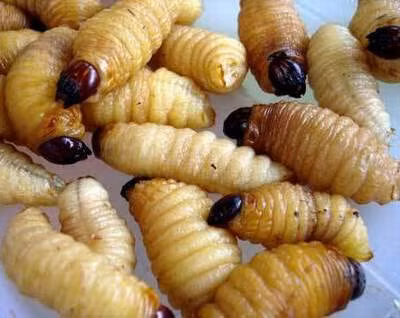 Tằm chín có tác dụng bồi bổ cơ thể