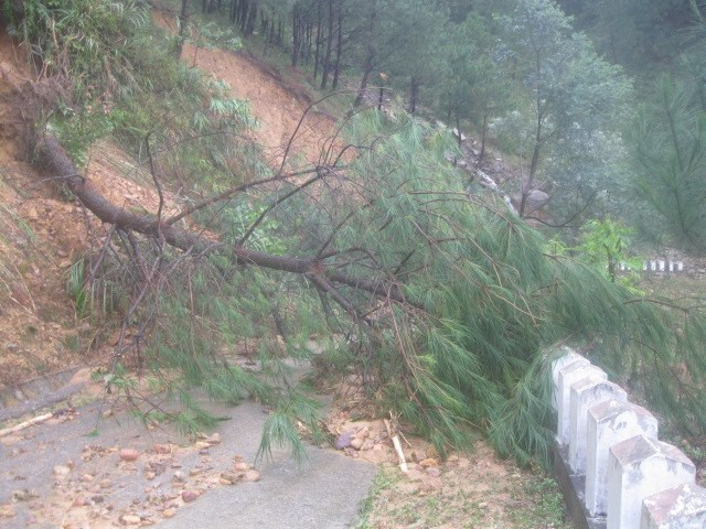 Cây cối ngã đổ ngang đường