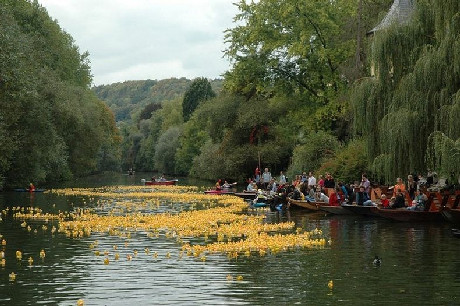 Cuộc đua vịt cao su ở Tubingen được tổ chức hàng năm từ 1999