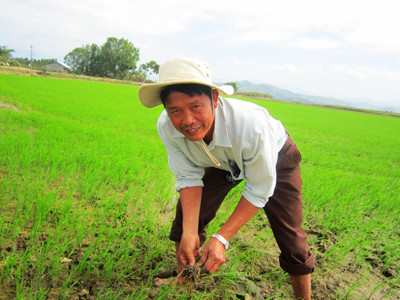 Ông Kỷ cấy lúa . Ông Kỷ cấy lúa