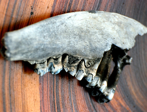 Theo TS Khôi, đây là xương sườn và xương hàm của con ngựa chết khi tàu chìm ở vùng biển này. Năm 1999, Bảo tàng Tổng hợp Quảng Ngãi và Công ty Visal khảo sát, khai quật tàu cổ ở vùng biển này từng phát hiện nhiều mẩu xương ngựa, trong đó có xương hàm lớn còn nhiều răng chi chít. 