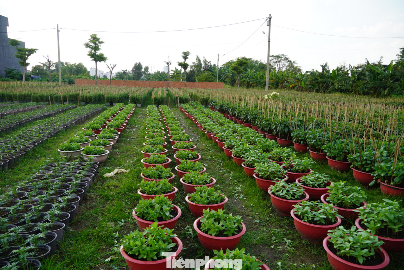 Ông Lê Văn Tuấn, nhà vườn ở phường Thạnh Xuân, quận 12 cho biết, vụ hoa Tết này, ông trồng gần 50.000 chậu hoa trên diện tích 6.000 m2. Hoa Tết vẫn là những loại quen thuộc và khá dễ trồng như: vạn thảo, dừa cạn, cát tường, sao băng, cúc ruby, hướng dương,… Nhưng năm nay, do mưa nhiều kéo dài, gần một nửa diện tích vườn bị ngập nên hoa chết nhiều.