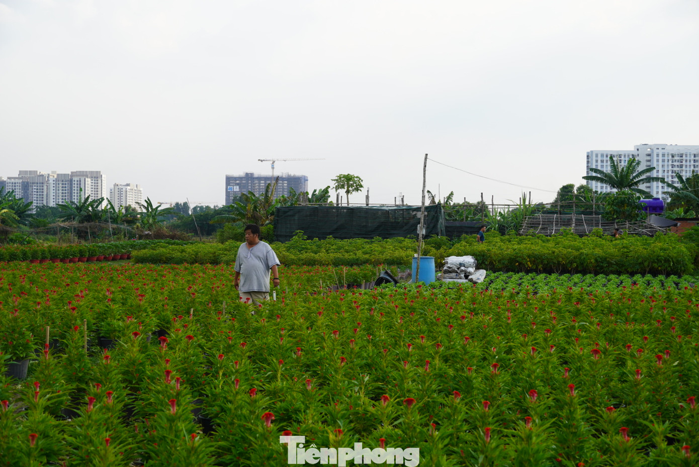 Một tháng trước Tết Nguyên đán 2023, các nhà vườn trồng hoa kiểng ở phường Thạnh Xuân, quận 12 (TPHCM) đang tất bật cho vụ Tết.