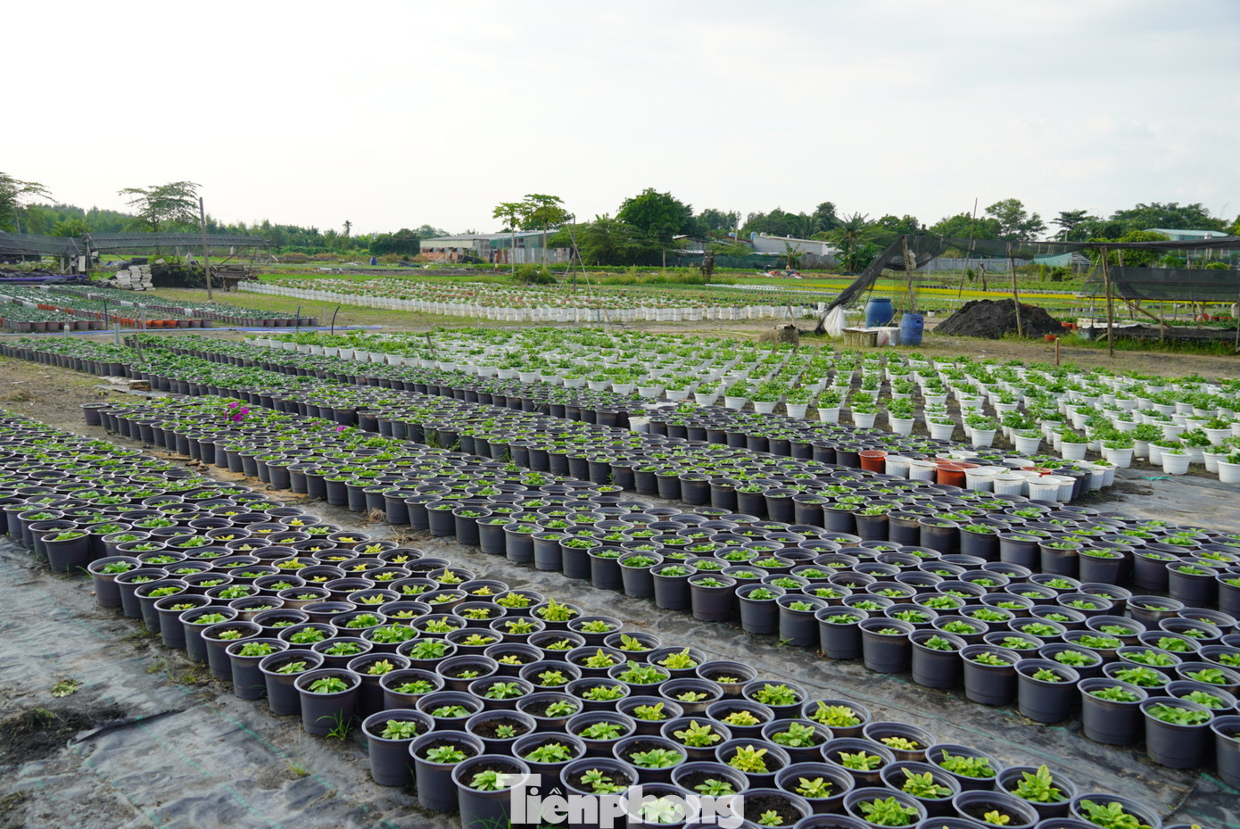 Hiện nhà vườn đã bắt đầu trồng những loại hoa như hoa cúc, mồng gà... chuẩn bị cho vụ Tết.