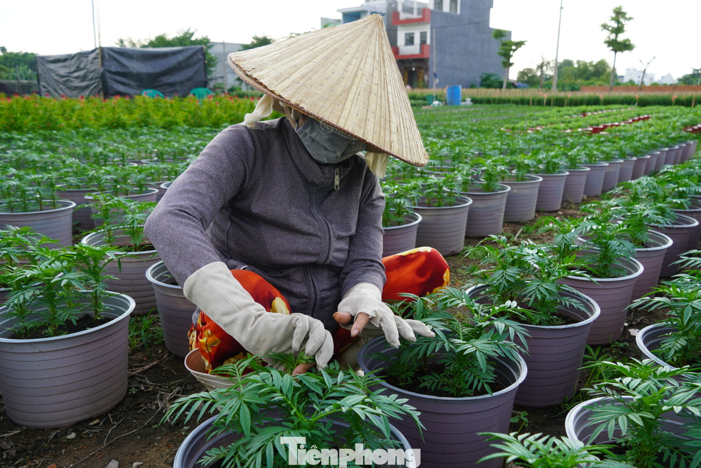 Tuy nhiên, các chủ vườn hoa đều đang tìm cách giảm chi phí, chấp nhận lợi nhuận ít để không tăng giá bán trong điều kiện khó khăn chung hiện nay.