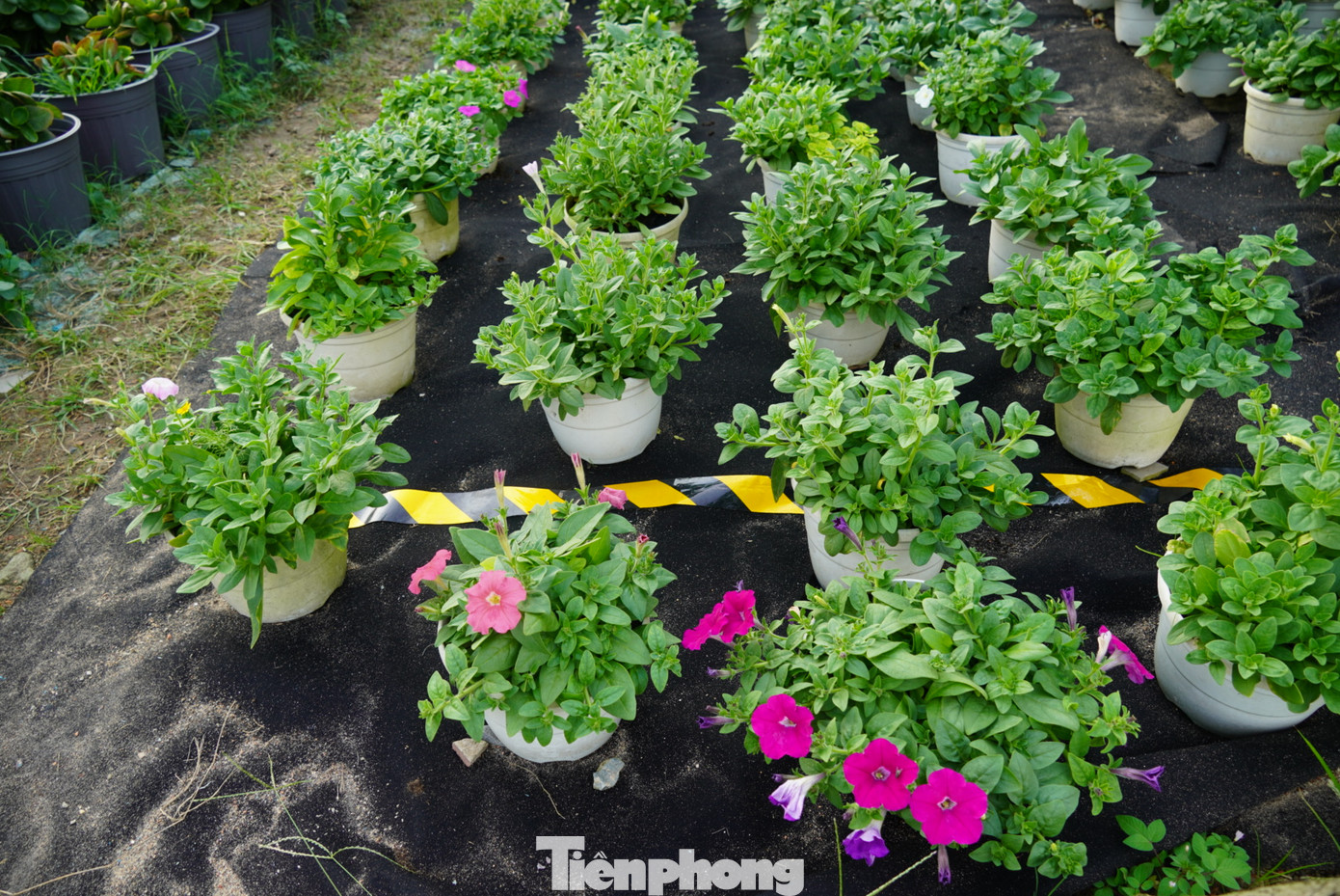 Những chậu hoa xinh xắn sẵn sàng phục vụ Tết.