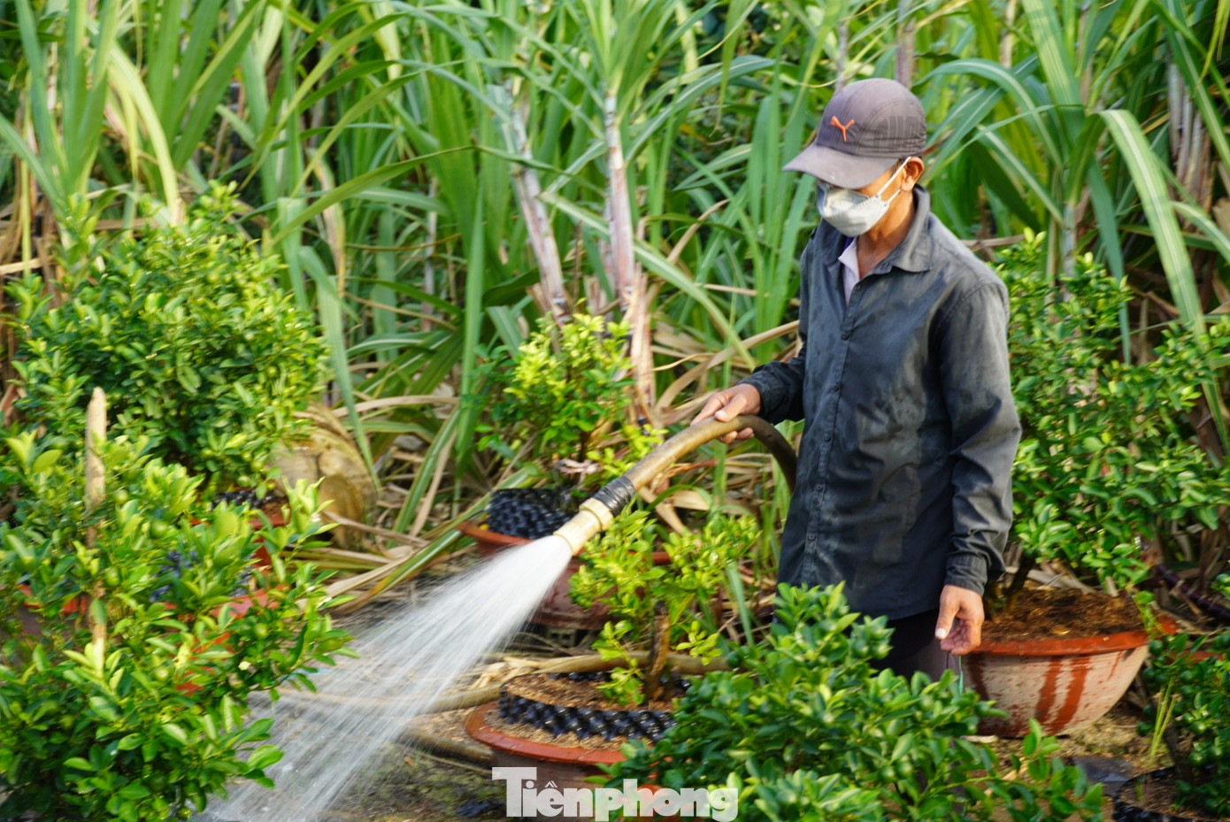 Các nhà vườn cho biết, do ảnh hưởng của thời tiết nên lượng hoa Tết sản xuất tại TPHCM chắc chắn giảm. Thêm vào đó là chi phí vật tư nông nghiệp, thuê nhân công… không ngừng tăng lên gây áp lực cho việc tính toán giá bán ra.