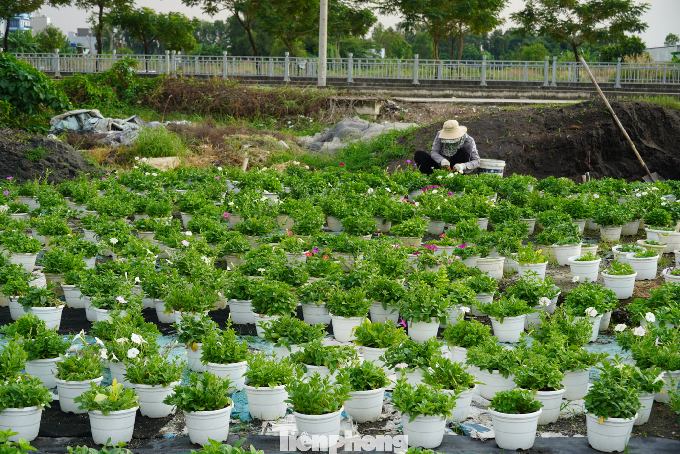Hiện các vườn trồng hoa kiểng tại TPHCM đang tất bật cho vụ Tết đang đến rất gần.