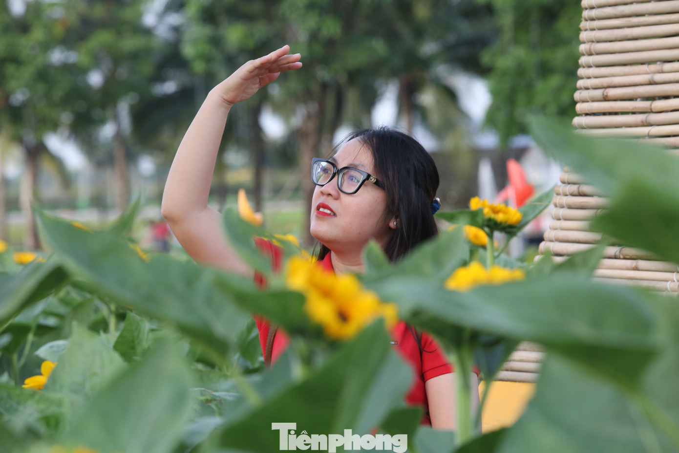 Nhiều bạn trẻ thích thú chụp ảnh "check-in" với vườn hoa hướng dương đầy màu sắc. Nhiều bạn trẻ thích thú chụp ảnh "check-in" với vườn hoa hướng dương đầy màu sắc.