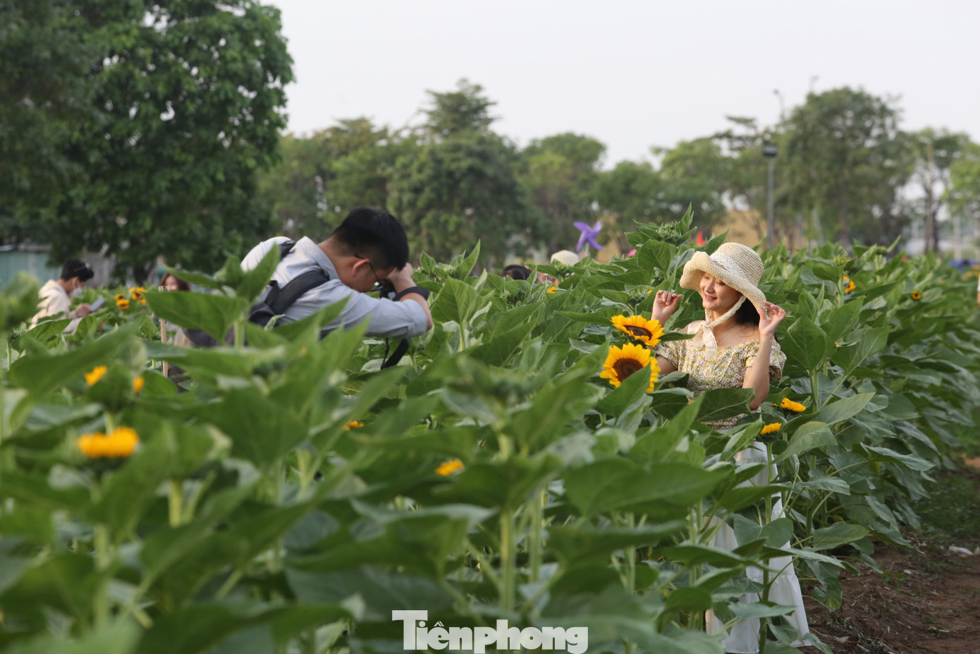 Các cặp đôi cùng đến vườn hoa để cùng nhau chụp ảnh lưu giữ khoảnh khắc đẹp. Các cặp đôi cùng đến vườn hoa để cùng nhau chụp ảnh lưu giữ khoảnh khắc đẹp.