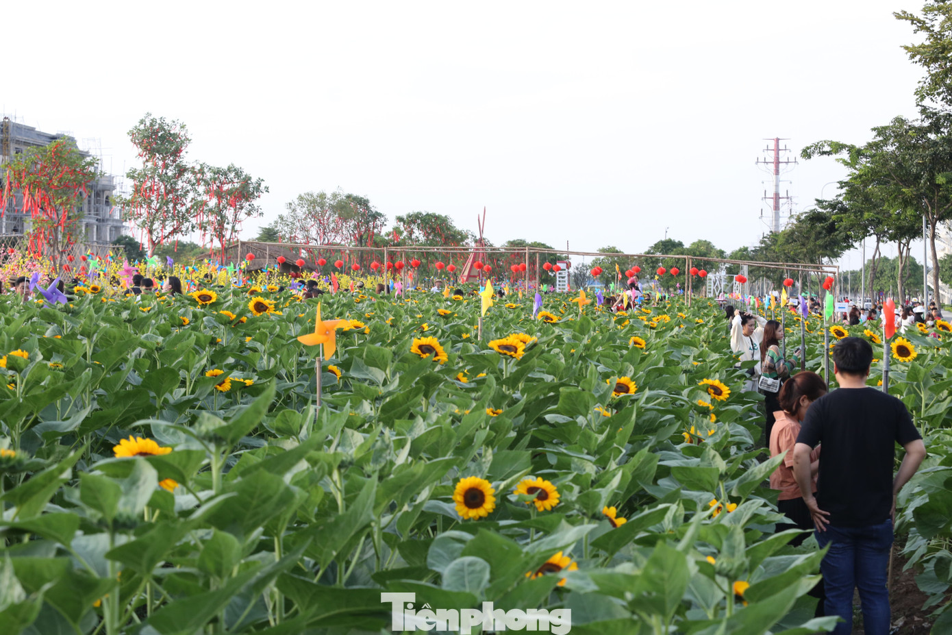 Được biết đây là vườn hoa hướng dương này quy mô 12.000m2. Được biết đây là vườn hoa hướng dương này quy mô 12.000m2.