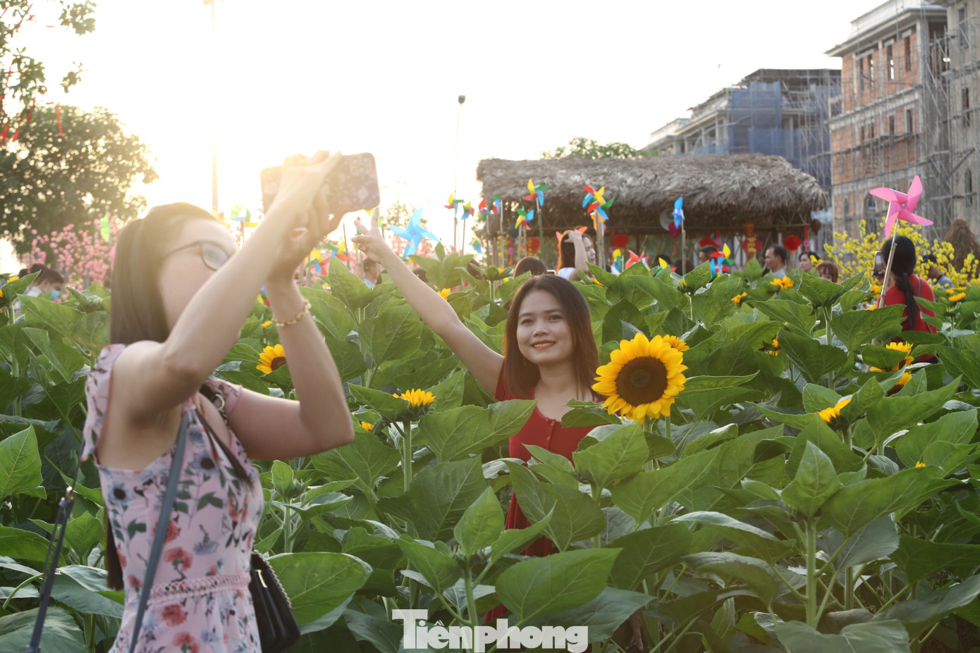 Đơn vị quản lý vườn hoa cho biết, có hơn 50.000 đóa hoa hướng dương khoe sắc vàng rực để đón chào năm mới 2023. Đơn vị quản lý vườn hoa cho biết, có hơn 50.000 đóa hoa hướng dương khoe sắc vàng rực để đón chào năm mới 2023.