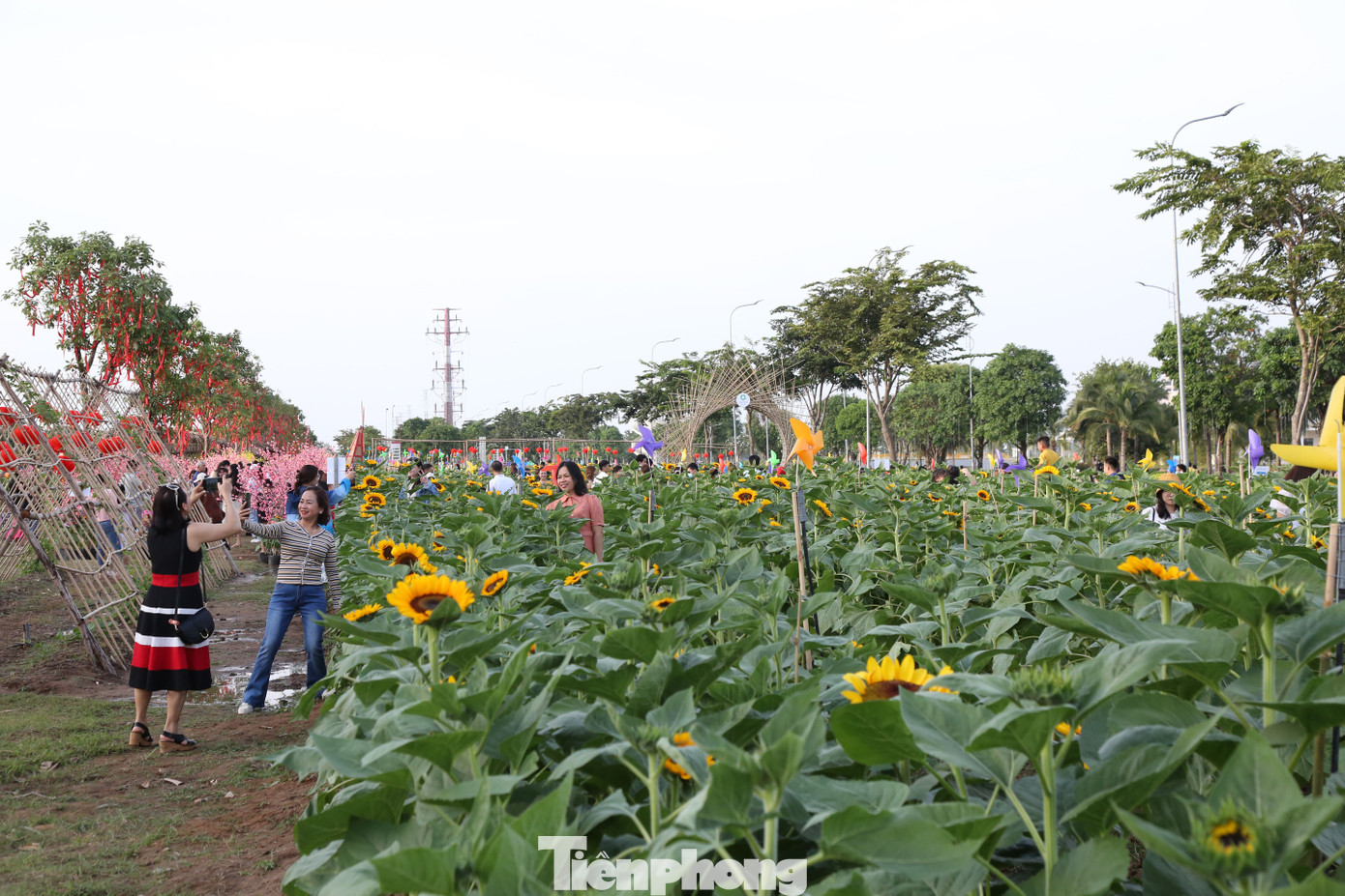 Vườn hoa hướng dương ở phường Hiệp Bình Phước, TP Thủ Đức (TPHCM) được mở cửa từ ngày 24/12, đang thu hút rất đông người dân đến tham quan, chụp ảnh. Vườn hoa hướng dương ở phường Hiệp Bình Phước, TP Thủ Đức (TPHCM) được mở cửa từ ngày 24/12, đang thu hút rất đông người dân đến tham quan, chụp ảnh.