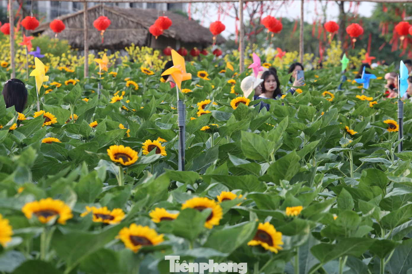 Theo kế hoạch, vườn hoa Hướng Dương này sẽ được mở cửa đến ngày 5/1/2023, nơi đây hứa hẹn là một điểm check-in hấp dẫn trong dịp Tết Dương lịch sắp tới. Theo kế hoạch, vườn hoa Hướng Dương này sẽ được mở cửa đến ngày 5/1/2023, nơi đây hứa hẹn là một điểm check-in hấp dẫn trong dịp Tết Dương lịch sắp tới.
