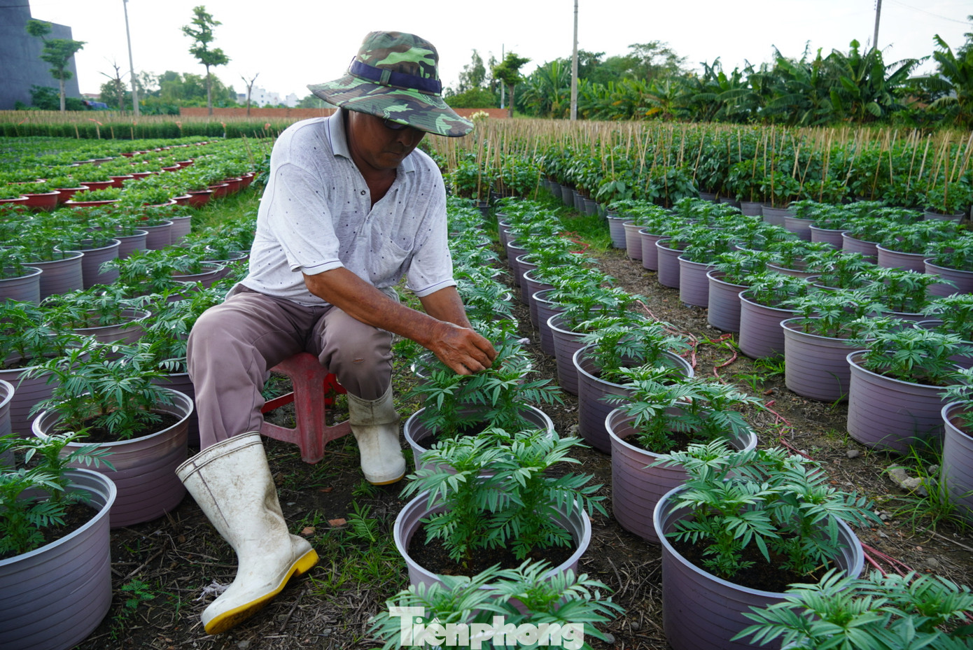 “Năm nay mưa nhiều, mưa kéo dài liên tục tận nửa tháng trời nên bông hoa chết nhiều, nhất là với các loài hoa như dừa cạn, vạn thảo,…Những loại hoa không chịu nước càng dễ bị ngập úng, bệnh chết. Hiện tôi chỉ còn khoảng 30.000 chậu hoa có thể bán vào dịp Tết”- ông Tuấn chia sẻ.