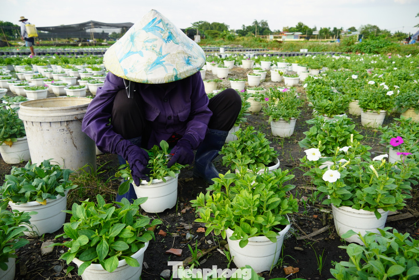 Công đoạn chăm sóc được thực hiện tỉ mỉ.