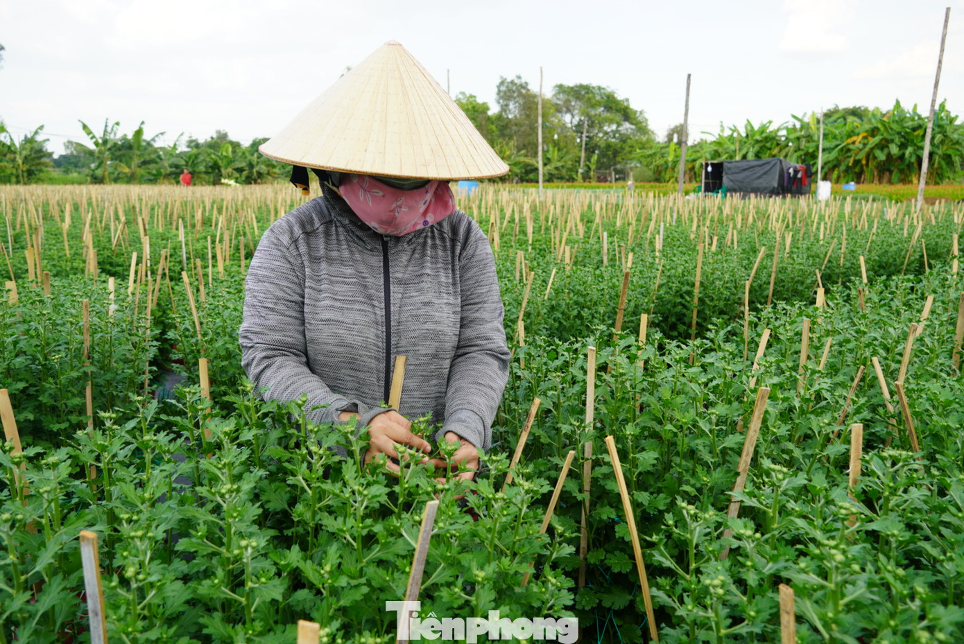 Công đoạn "cơi" ngọn cây hoa được người dân tỉ mỉ thực hiện để bông sau này sẽ ra đều mặt và đẹp.