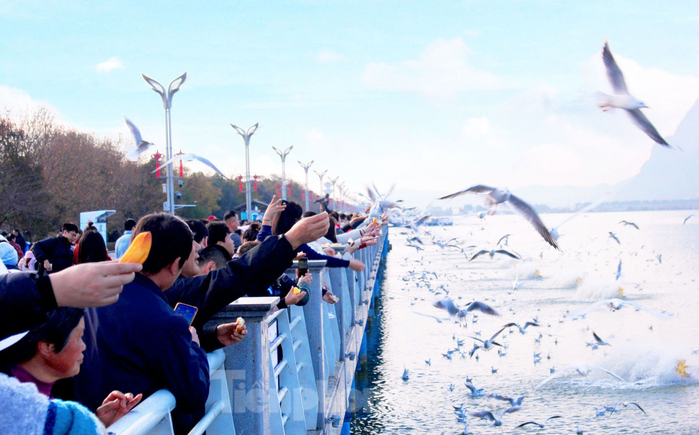 Hải âu ở hồ Điền Trì vô cùng thân thiện, du khách chỉ cầm theo mẩu bánh mì đưa tay lên trời là hải âu sẽ sà xuống mổ bánh mì. Tuy nhiên, du khách chỉ có thể ngắm và cho hải âu ăn chứ không được bắt hay ngược đãi hải âu vì đây là loài chim được bảo vệ nghiêm ngặt tại Côn Minh. (Ảnh: Lộc Liên).