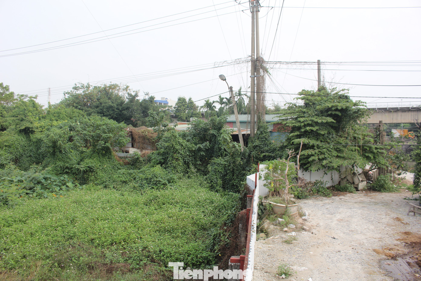 Khu đất rộng lớn từng là những cánh đồng lúa màu mỡ này bị bỏ hoang, cỏ dại mọc um tùm, đất đai hoang hóa. (Ảnh: Lập Đông)