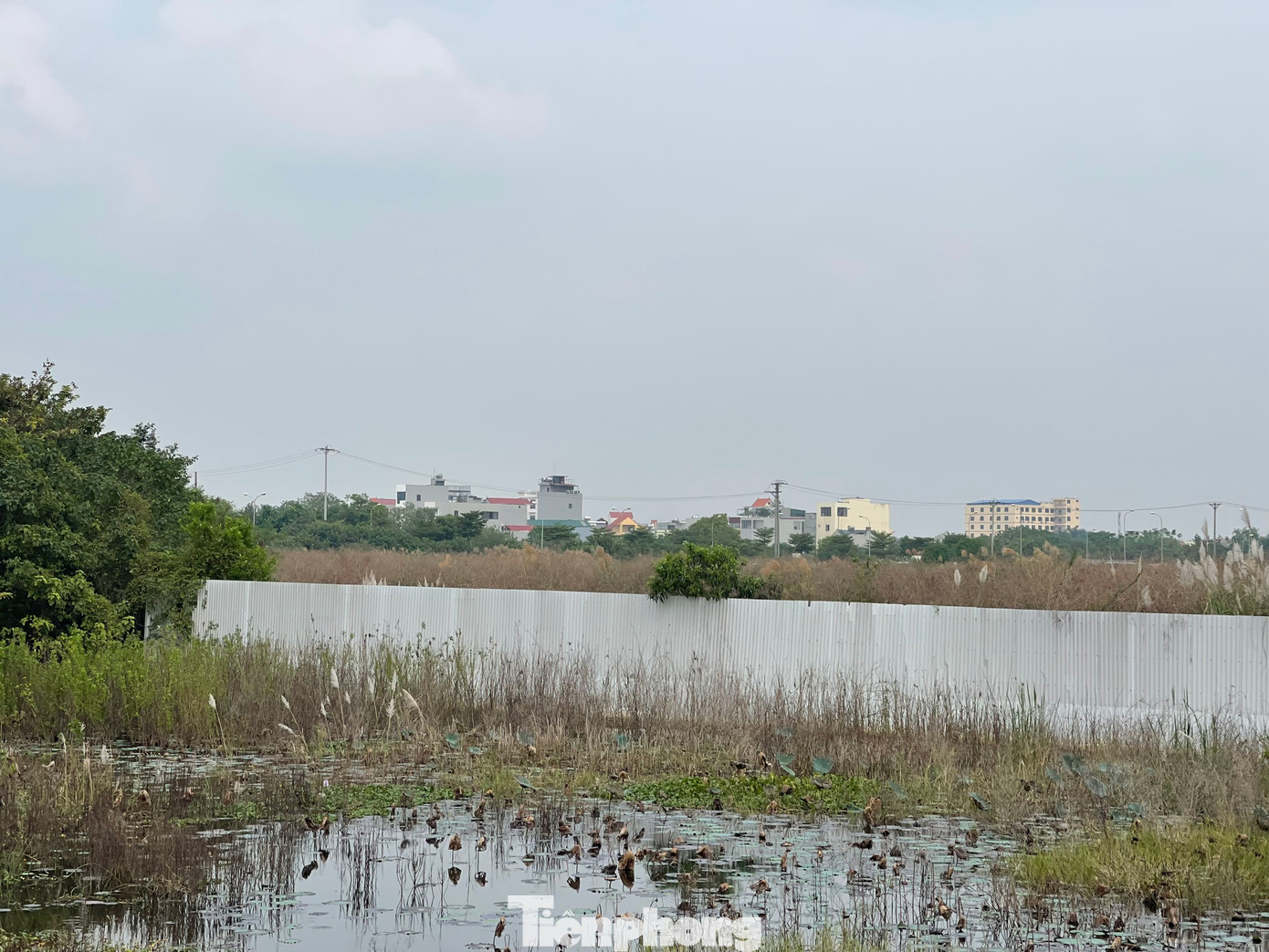 Khu đất rộng lớn từng là những cánh đồng lúa màu mỡ này bị bỏ hoang, cỏ dại mọc um tùm, đất đai hoang hóa. (Ảnh: Lập Đông)