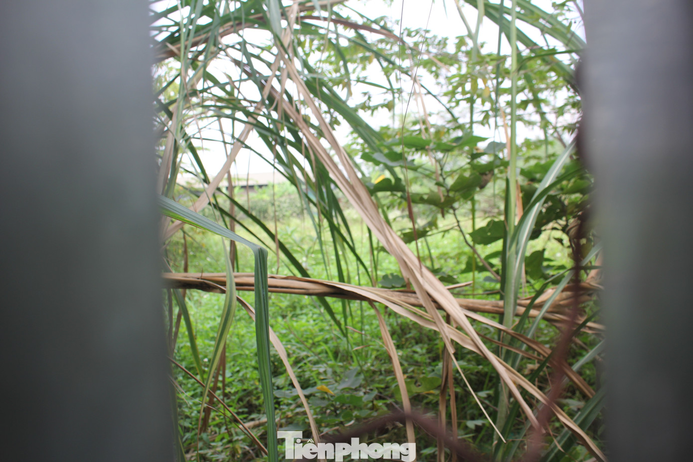 Do bỏ hoang quá lâu, cây cối trong khu đất thực hiện dự án mọc thành rừng, khu vực ngập nước thì bèo sinh sôi phát triển. (Ảnh: Lập Đông)