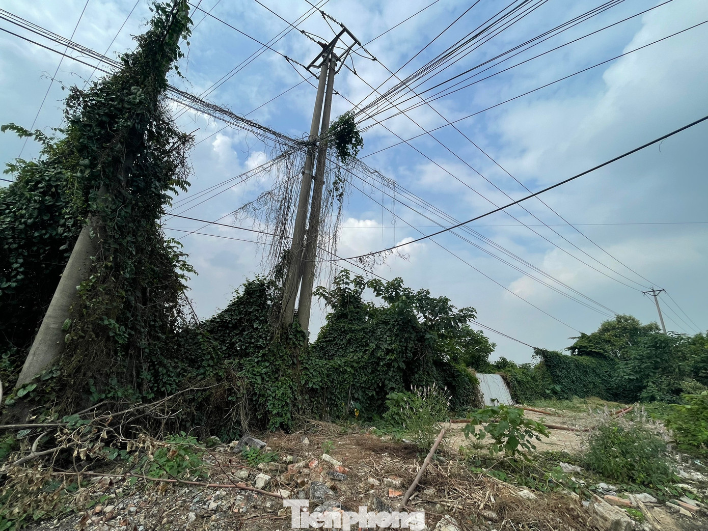 Do bỏ hoang quá lâu, cây cối trong khu đất thực hiện dự án mọc thành rừng, khu vực ngập nước thì bèo sinh sôi phát triển. (Ảnh: Lập Đông)