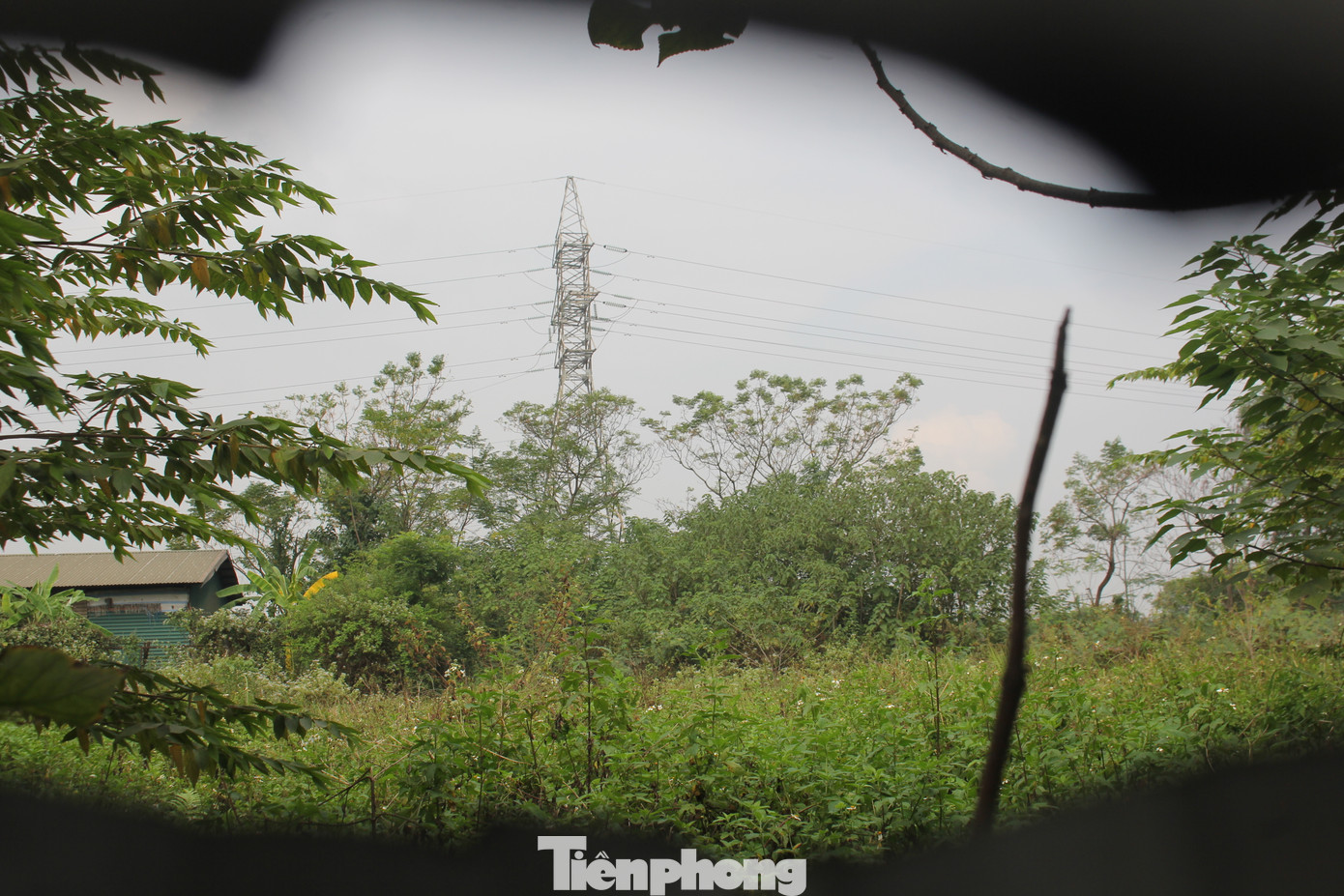 Khu đất rộng lớn từng là những cánh đồng lúa màu mỡ này bị bỏ hoang, cỏ dại mọc um tùm, đất đai hoang hóa. (Ảnh: Lập Đông)