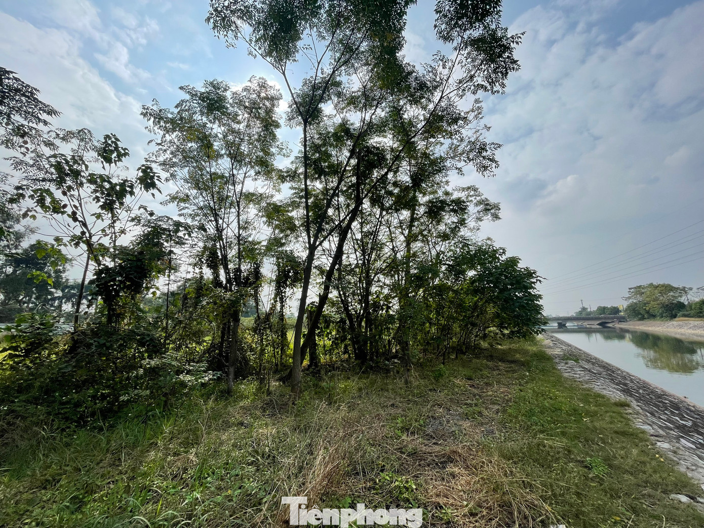 Do bỏ hoang quá lâu, cây cối trong khu đất thực hiện dự án mọc thành rừng, khu vực ngập nước thì bèo sinh sôi phát triển. (Ảnh: Lập Đông)