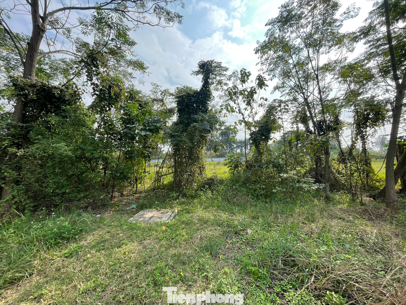 Do bỏ hoang quá lâu, cây cối trong khu đất thực hiện dự án mọc thành rừng, khu vực ngập nước thì bèo sinh sôi phát triển. (Ảnh: Lập Đông)