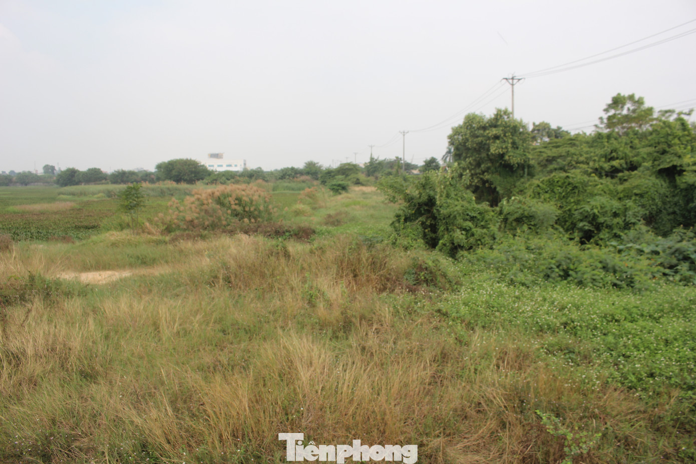 Khu đất rộng lớn từng là những cánh đồng lúa màu mỡ này bị bỏ hoang, cỏ dại mọc um tùm, đất đai hoang hóa. (Ảnh: Lập Đông)