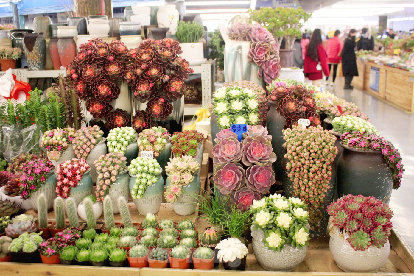 Cách quảng trường Kim Mã Bích Kê không xa là chợ hoa Đấu Nam, nơi được mệnh danh là chợ hoa lớn nhất Châu Á, nơi cung cấp đến 80% hoa tươi cho Trung Quốc và các quốc gia lân cận. (Ảnh: Lộc Liên).