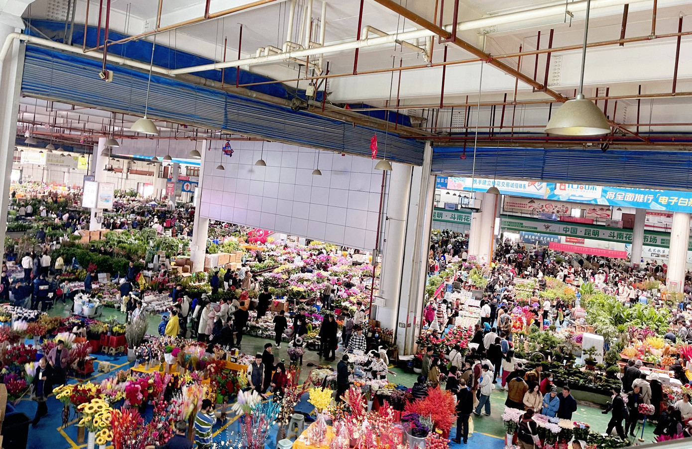 Cách quảng trường Kim Mã Bích Kê không xa là chợ hoa Đấu Nam, nơi được mệnh danh là chợ hoa lớn nhất Châu Á, nơi cung cấp đến 80% hoa tươi cho Trung Quốc và các quốc gia lân cận. (Ảnh: Lộc Liên).