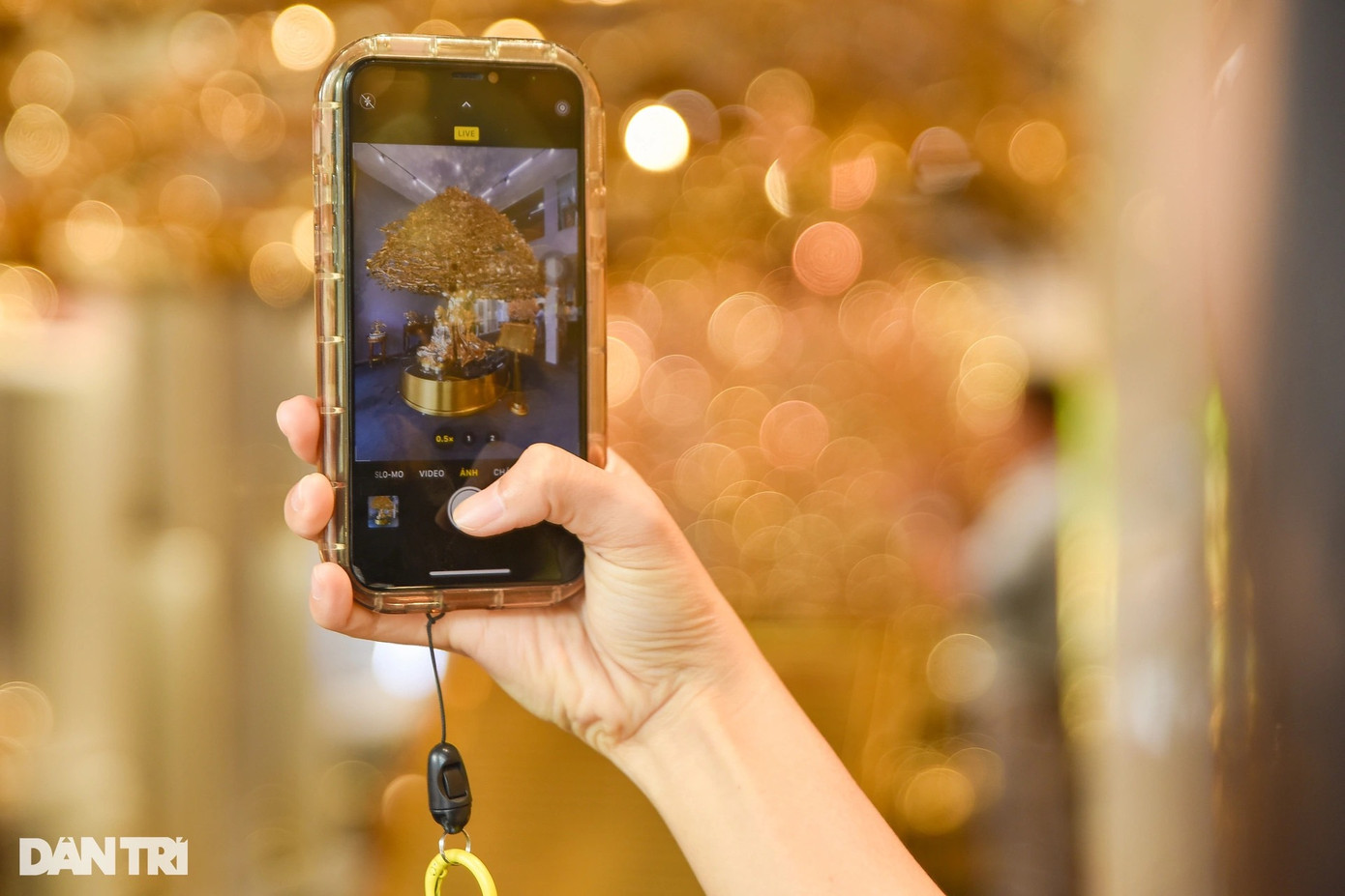 Cây bồ đề này cùng với cây đào, mai mạ vàng sẽ được trưng bày tại đường hoa Nguyễn Huệ trong dịp Tết Nguyên đán để người dân và du khách trong, ngoài nước chiêm ngưỡng. Cây bồ đề này cùng với cây đào, mai mạ vàng sẽ được trưng bày tại đường hoa Nguyễn Huệ trong dịp Tết Nguyên đán để người dân và du khách trong, ngoài nước chiêm ngưỡng.