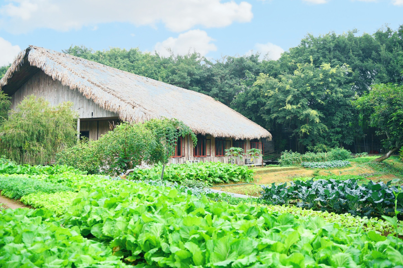 Thảo Viên resort cũng là nơi giúp con trẻ của các gia đình có cơ hội gần gũi hơn với thiên nhiên, được trải nghiệm về cuộc sống miền quê thông qua các lớp học kỹ năng sống như: trồng rau, chèo thuyền, tập làm nông dân....