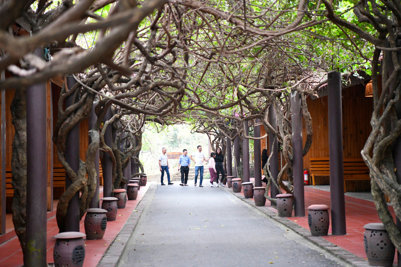 Đặc biệt, khi đến Thảo Viên resort du khách còn được thỏa sức chiêm ngưỡng những cây hồng cổ thụ độc nhất vô nhị có tuổi đời từ 30 - 40 năm.