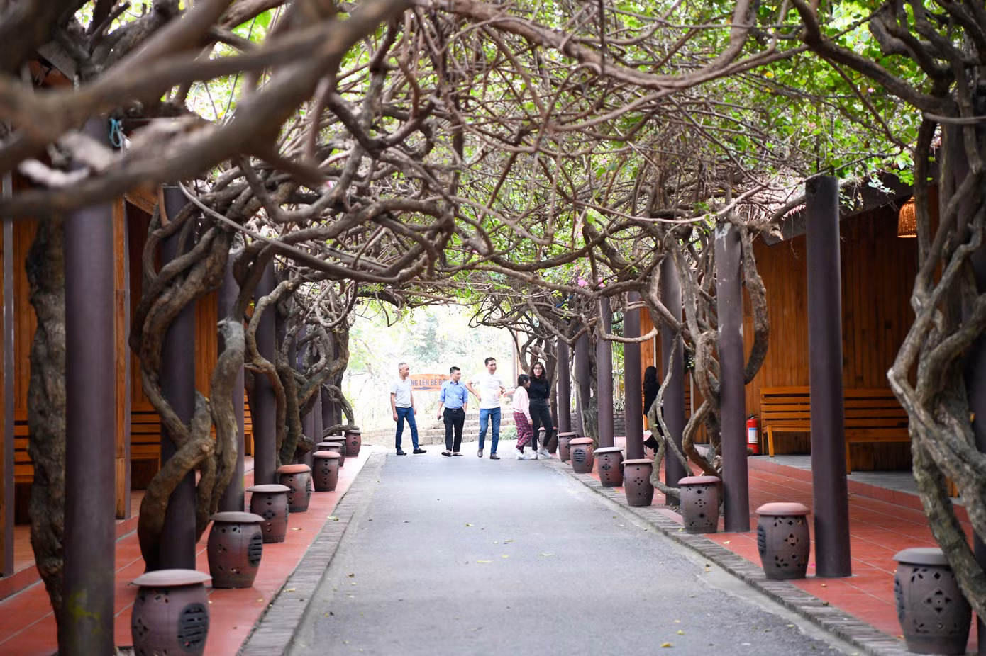 Đặc biệt, khi đến Thảo Viên resort du khách còn được thỏa sức chiêm ngưỡng những cây hồng cổ thụ độc nhất vô nhị có tuổi đời từ 30 - 40 năm.