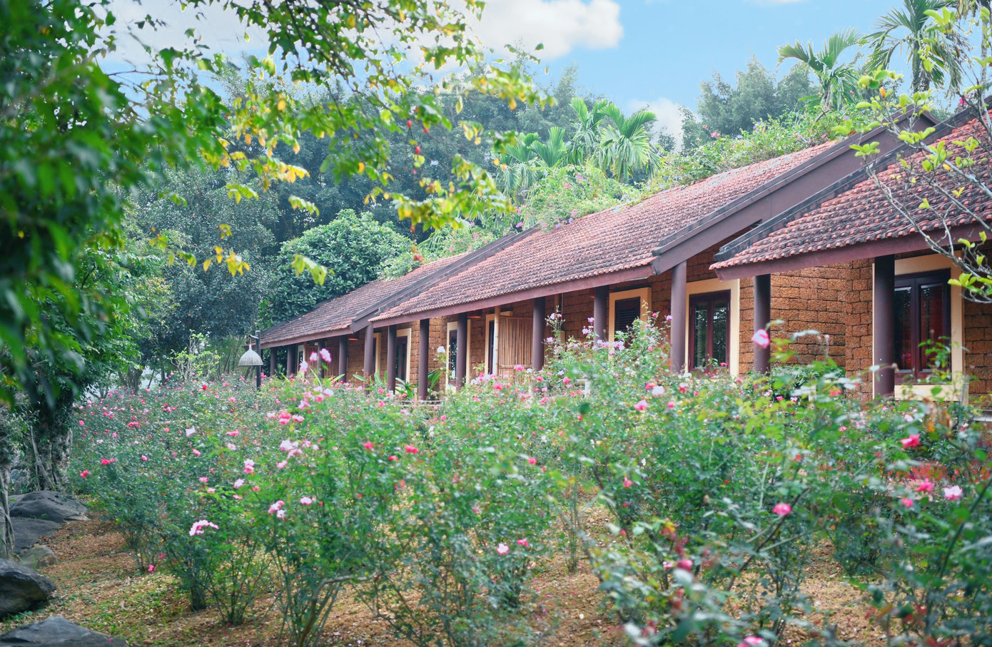 Đặc biệt, khi đến Thảo Viên resort du khách còn được thỏa sức chiêm ngưỡng những cây hồng cổ thụ độc nhất vô nhị có tuổi đời từ 30 - 40 năm.